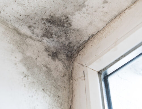 5 tips to prevent mold in your home